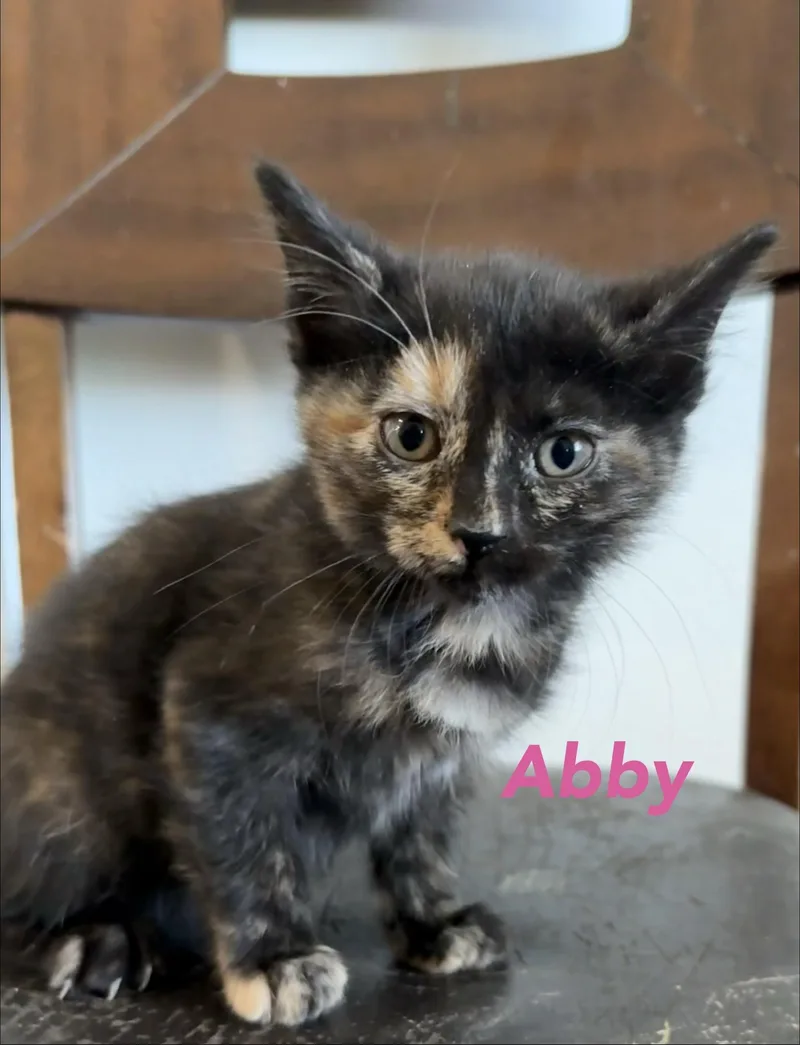 A baby small-sized female Domestic Short Hair cat named Abby for adoption in Heyburn, ID