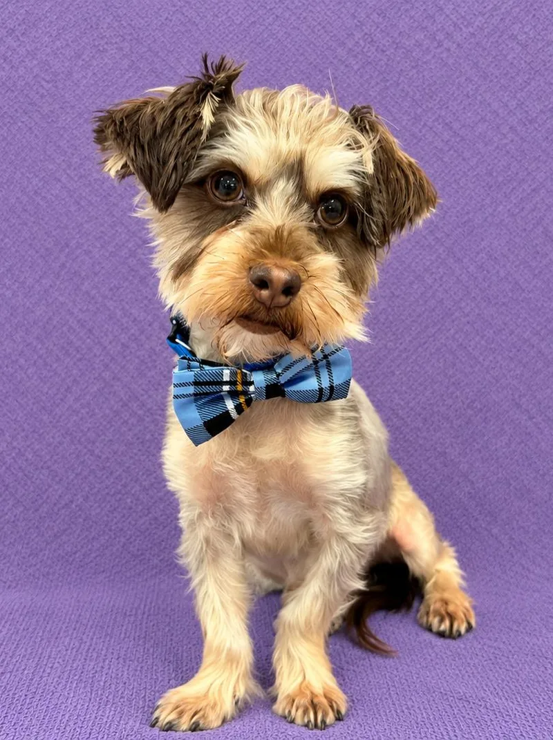 A young small-sized male Yorkshire Terrier dog named Marley for adoption in Lodi, CA