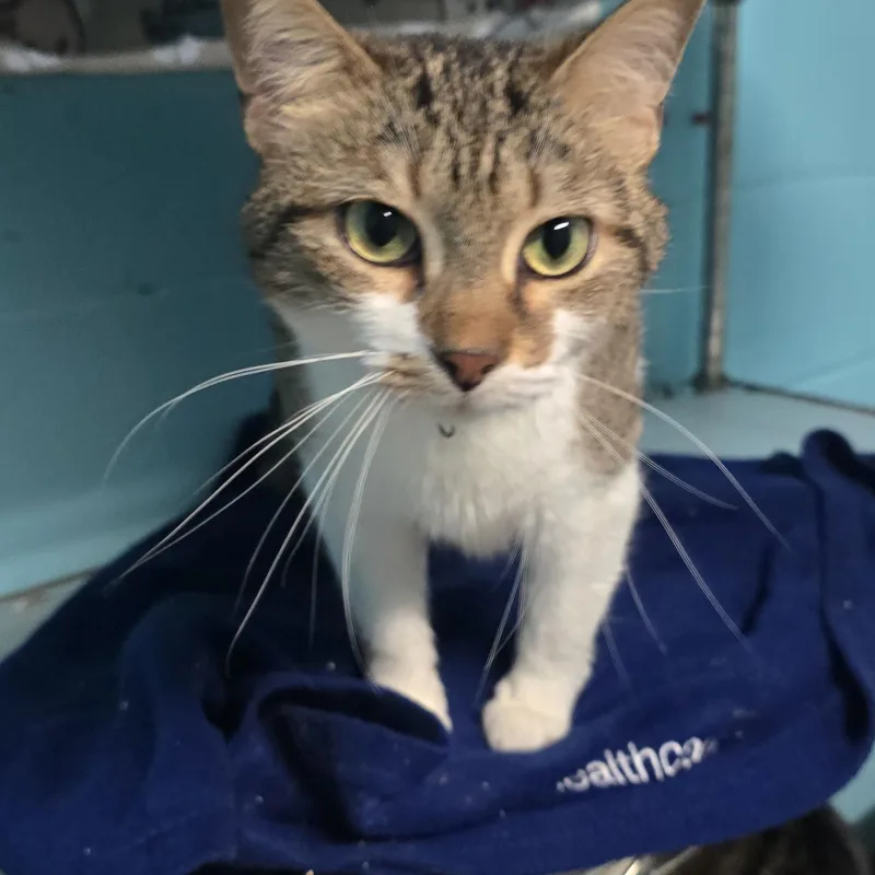 An adult medium-sized female Tabby (Brown / Chocolate) Domestic Short Hair cat named Paisley for adoption in Milledgeville, GA