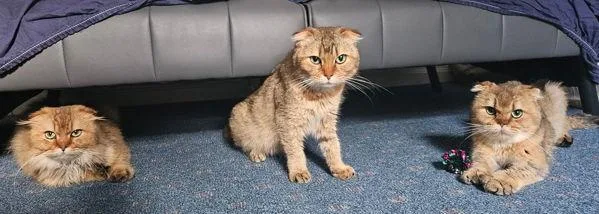 A young medium-sized male Scottish Fold cat named Chucky for adoption in Stratham, NH