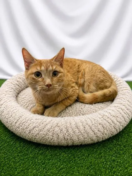 A young small-sized female Domestic Short Hair cat named Celeste for adoption in Covington, LA