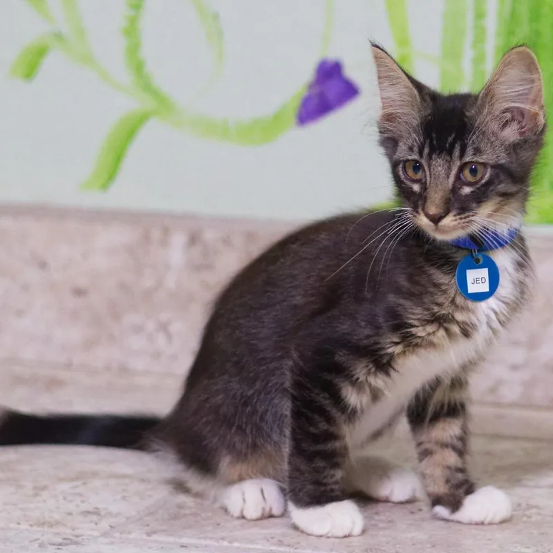 A baby medium-sized male Maine Coon cat named Jed for adoption in Hot Springs, AR