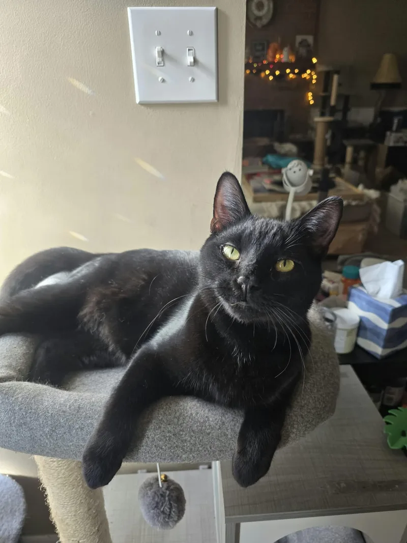 An adult medium-sized male Domestic Short Hair cat named Teddy for adoption in Plain City, OH