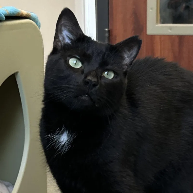 Salem thumbnail 2