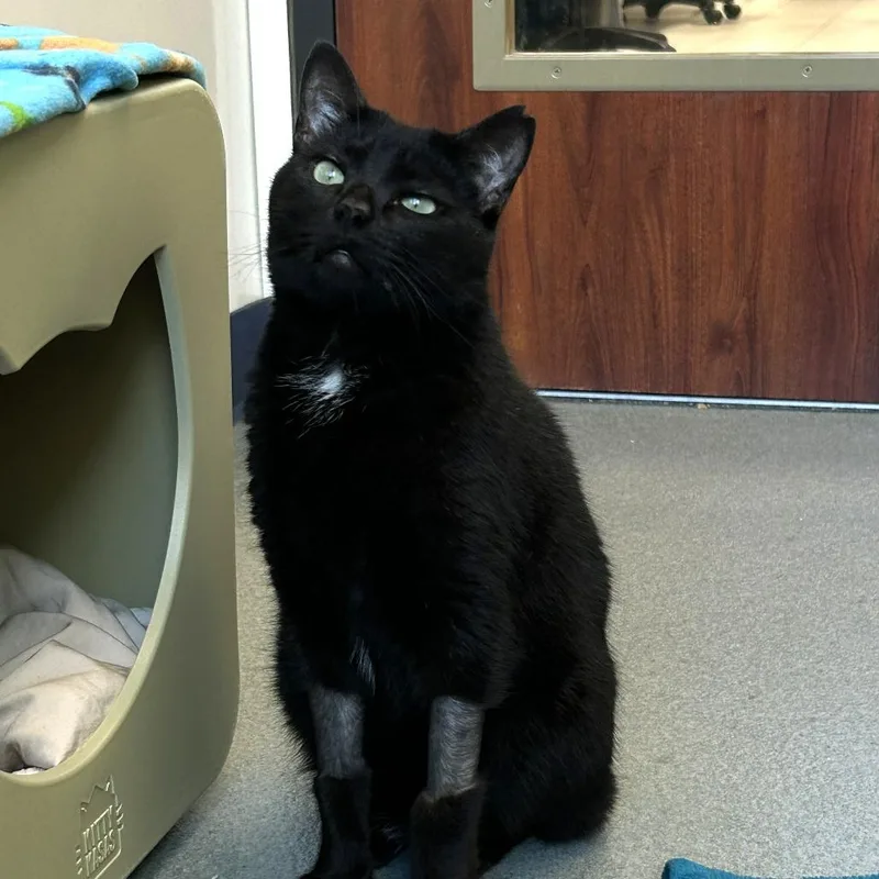 Salem thumbnail 3