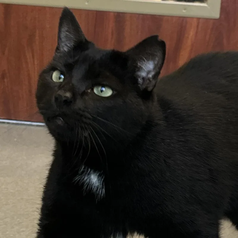 Salem thumbnail 4