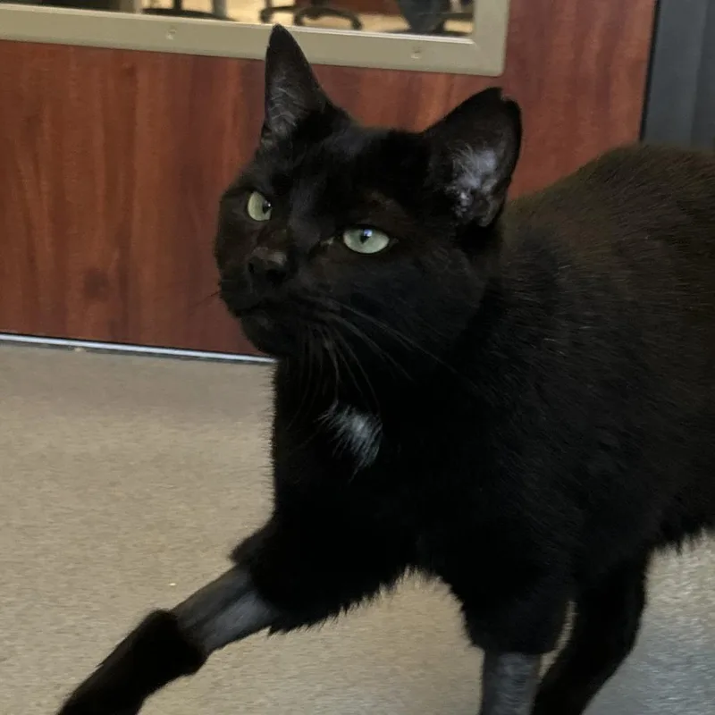 Salem thumbnail 5
