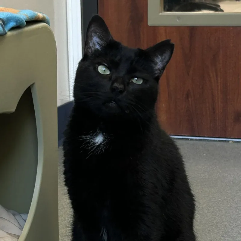 Salem thumbnail 6