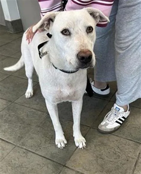 A young large-sized female Labrador Retriever dog named Jessie for adoption in San Antonio, TX