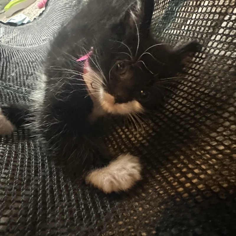 A baby small-sized female Black & White / Tuxedo Domestic Short Hair cat named Canna for adoption in Pittsburgh, PA