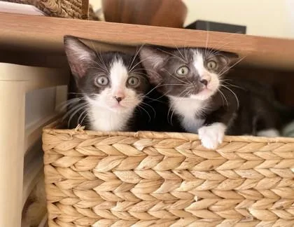 A baby small-sized male Domestic Short Hair cat named Orca for adoption in Honolulu, HI