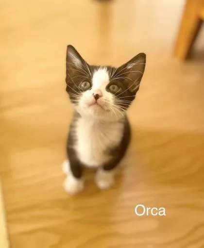 Orca thumbnail 2