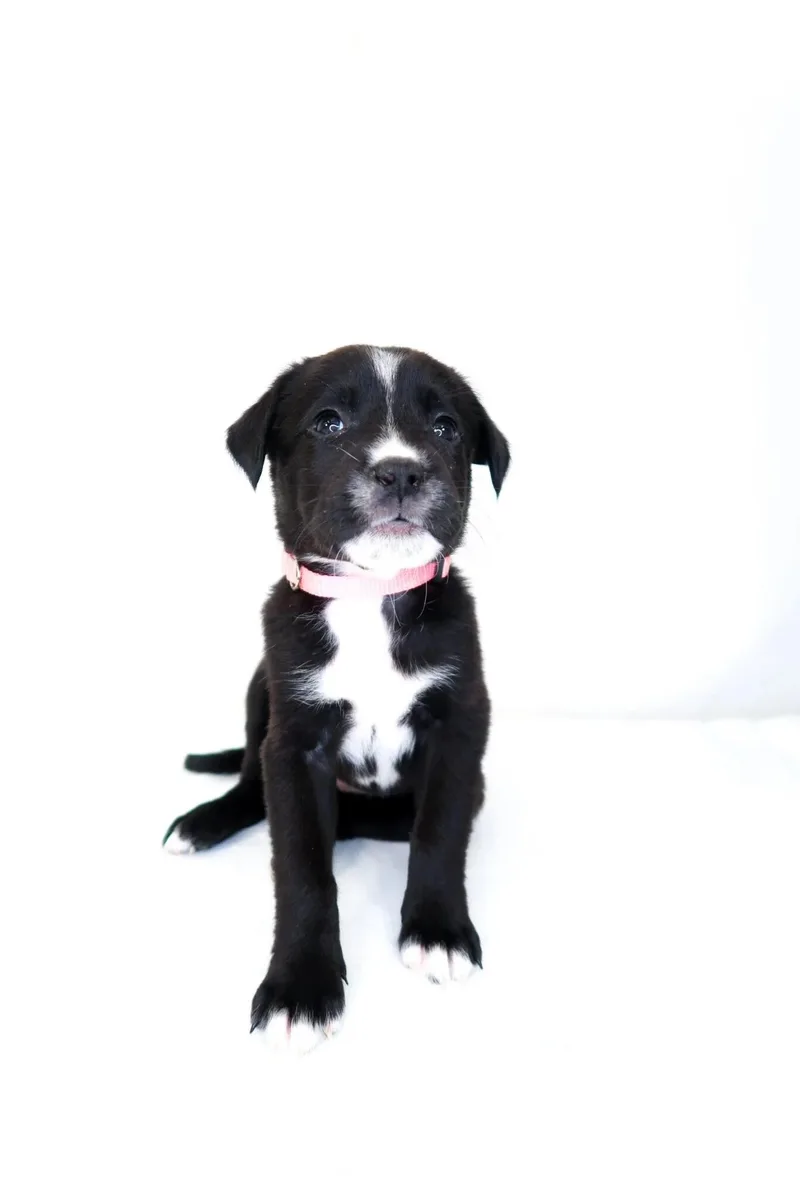 A baby medium-sized female Black Shepherd dog named Fruity Pebbles for adoption in Bixby, OK