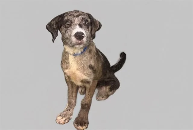 A young medium-sized male Catahoula Leopard Dog dog named Cooper for adoption in Fort Lauderdale, FL