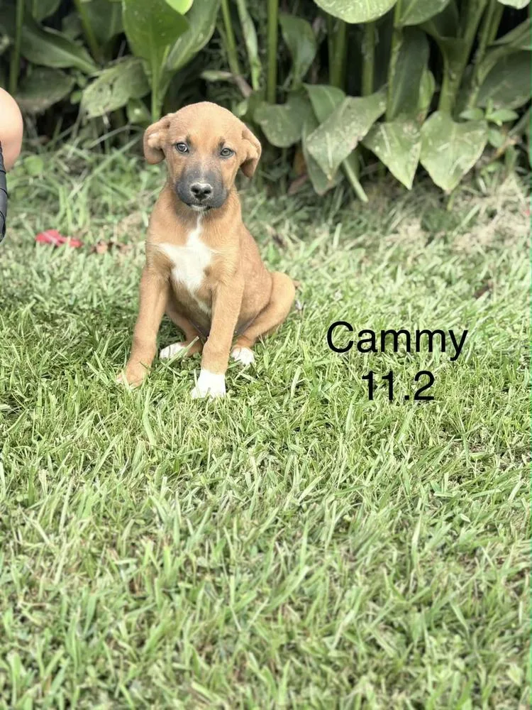 A young medium-sized female Brown / Chocolate Retriever dog named Cammie for adoption in Norfolk, MA