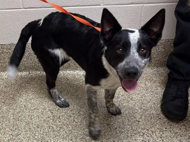 A young medium-sized male Australian Cattle Dog / Blue Heeler dog named Trailblazer for adoption in Colorado Springs, CO