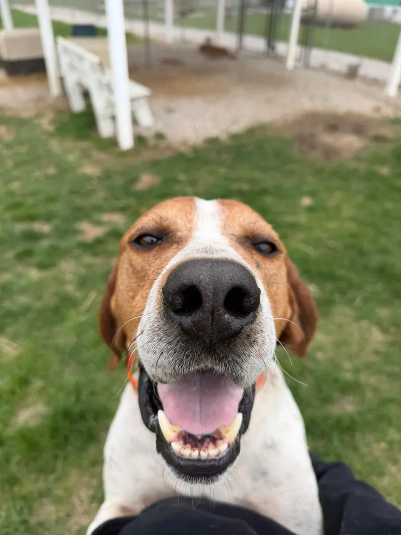 An adult large-sized male Red / Chestnut / Orange English Coonhound dog named Duke for adoption in Winamac, IN