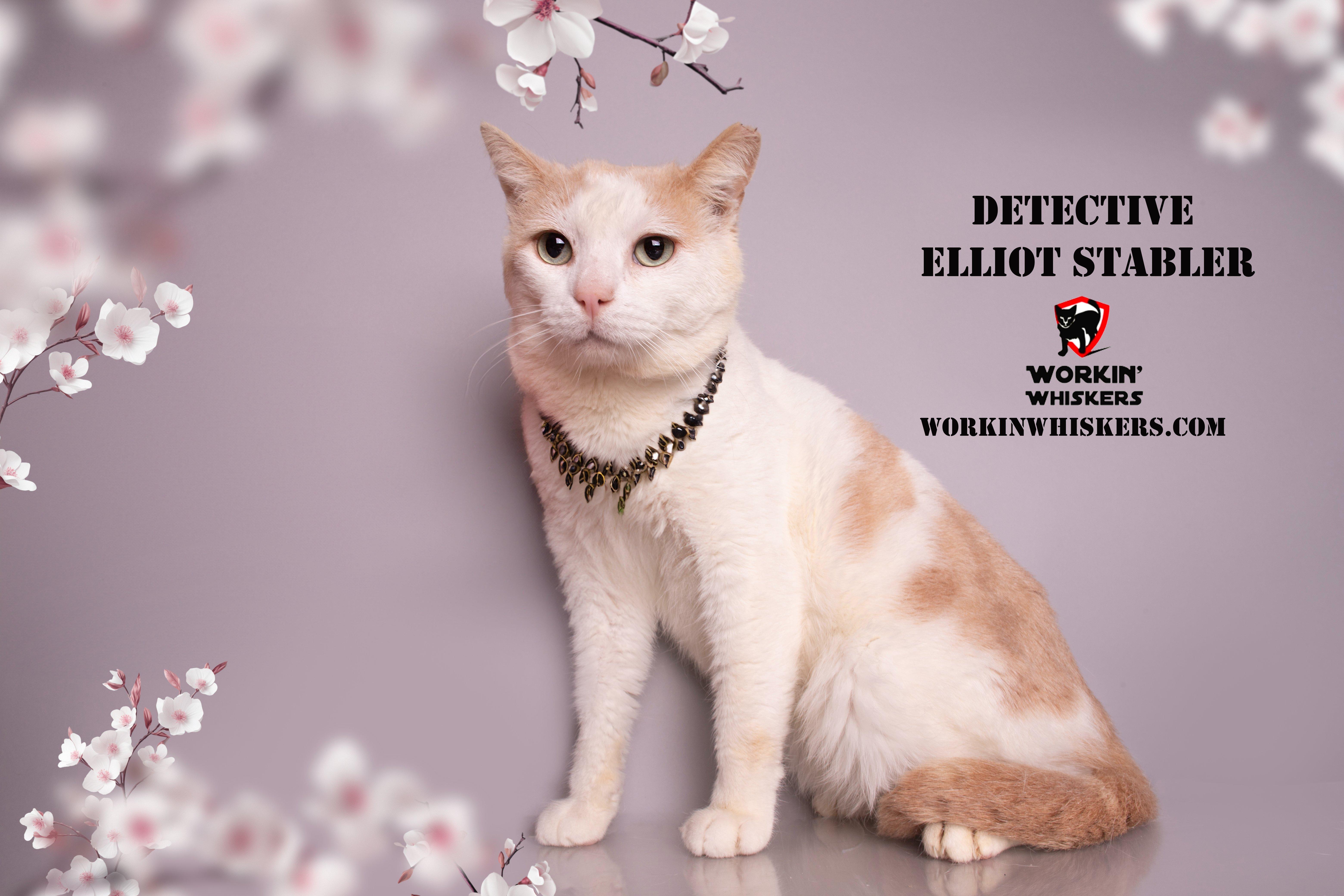 A young large-sized male Orange & White Domestic Short Hair cat named Detective Elliot Stabler for adoption in HEMET, CA