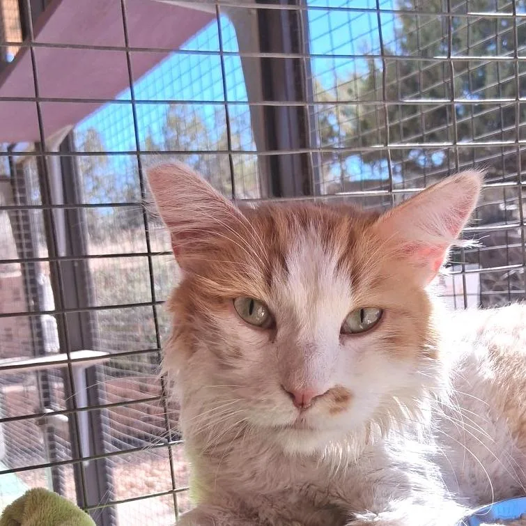 An adult large-sized male White Domestic Medium Hair cat named Soufie for adoption in Branford, CT