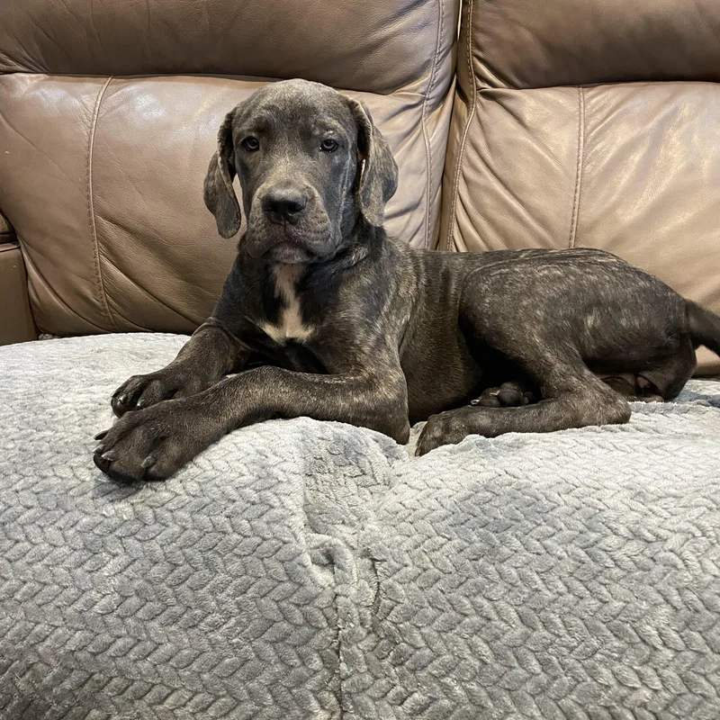 A young large-sized female Brindle Cane Corso dog named Aspen for adoption in Lisbon, OH