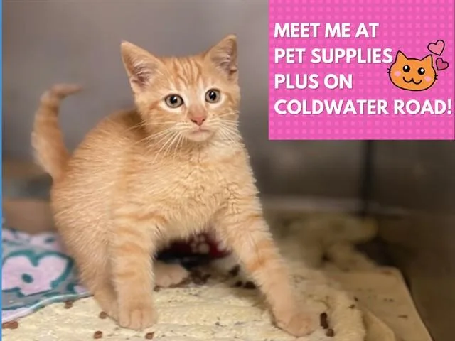 A baby small-sized male Domestic Short Hair cat named Goose for adoption in Fort Wayne, IN