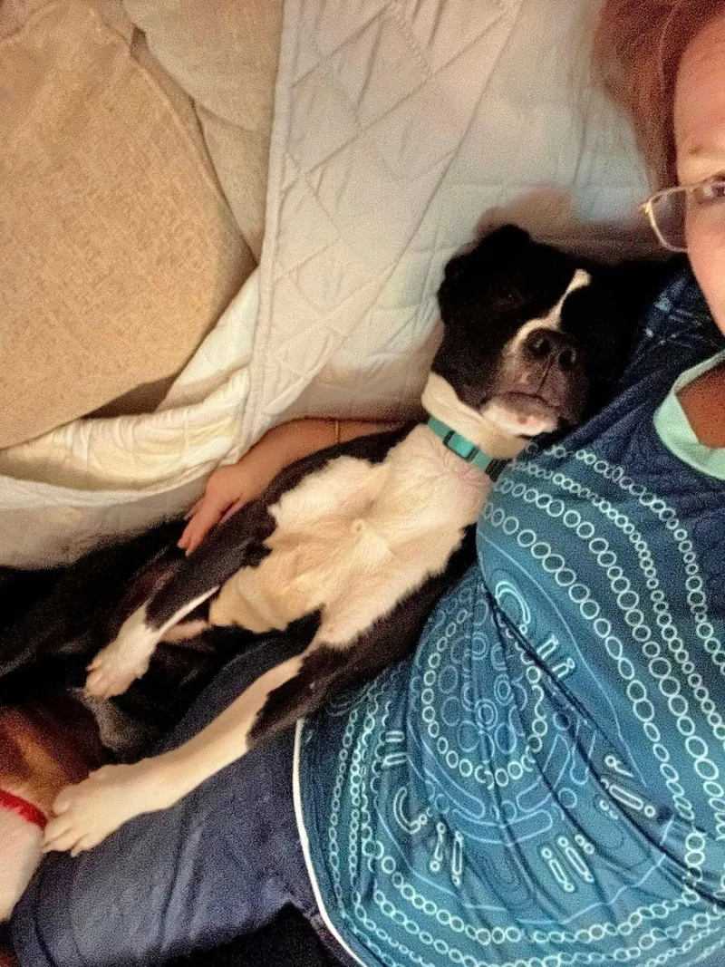 A young medium-sized female Terrier dog named Poppy for adoption in Southaven, MS