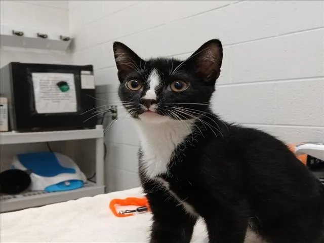 A baby small-sized male Domestic Short Hair cat named Tweedledum for adoption in Derwood, MD