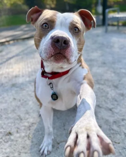 An adult large-sized male Mixed Breed dog named Bruno for adoption in Fairfax, VA