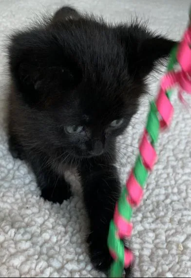 A baby small-sized female Black Domestic Short Hair cat named Astra for adoption in Liverpool, TX