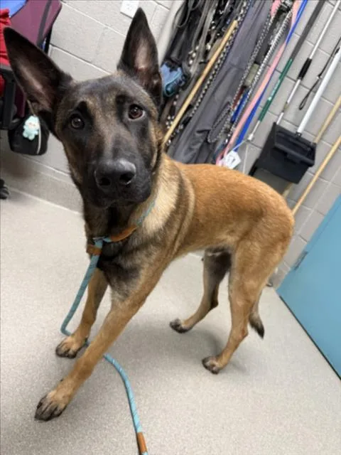 An adult large-sized male Belgian Shepherd / Malinois dog named Dustyn for adoption in Las Vegas, NV