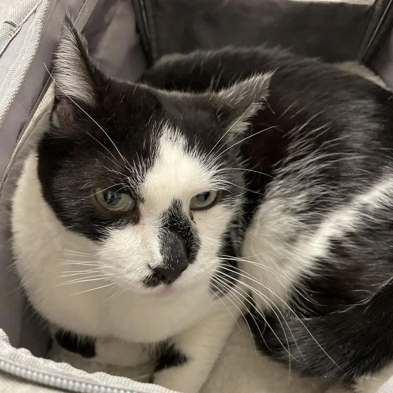 An adult large-sized male White American Shorthair cat named Merlin for adoption in Henderson, NV