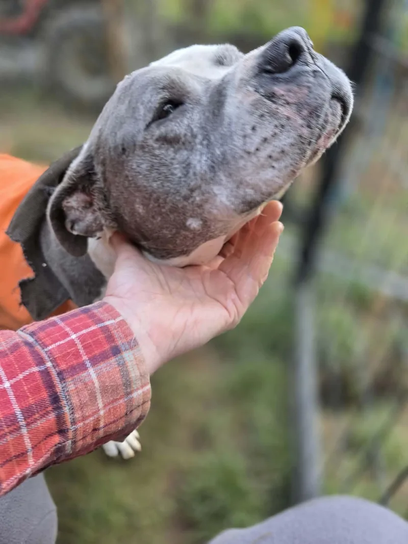 A senior medium-sized female Gray / Blue / Silver Pit Bull Terrier dog named Gracie for adoption in Oakville, WA
