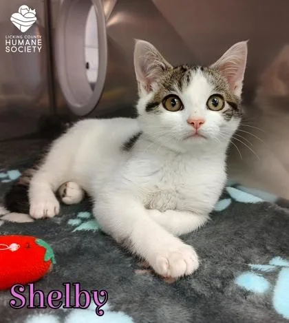A baby small-sized female Domestic Short Hair cat named Shelby for adoption in Heath, OH