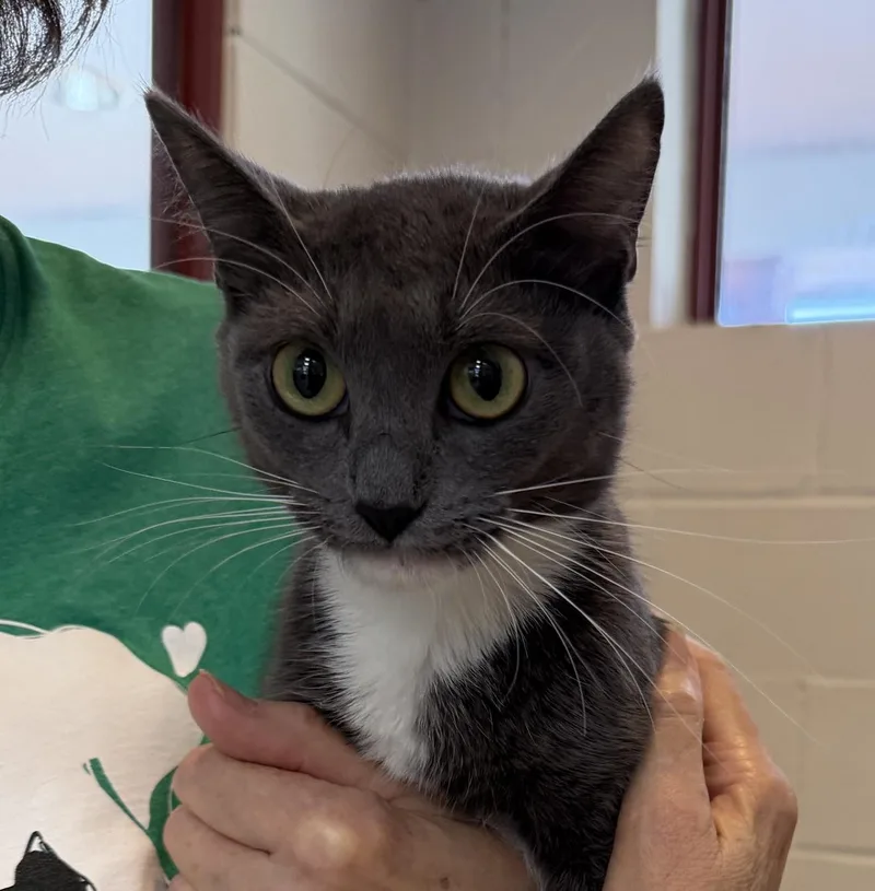 An adult medium-sized female Tabby (Gray / Blue / Silver) Domestic Short Hair cat named Violet for adoption in Slidell, LA