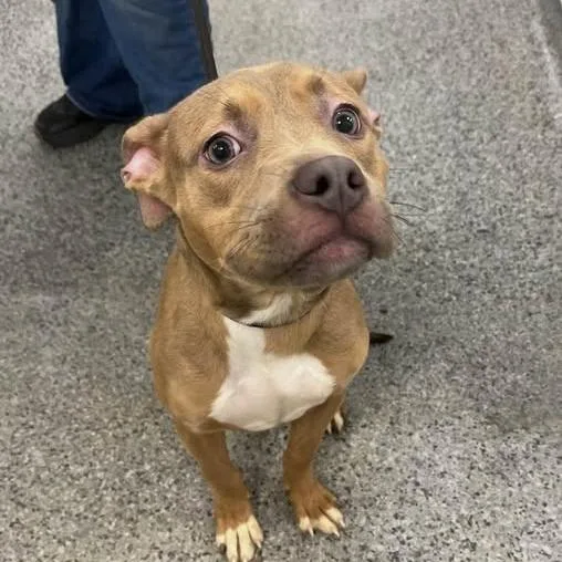 An adult medium-sized female Brown / Chocolate Mixed Breed dog named Jenga for adoption in Jeffersonville, IN