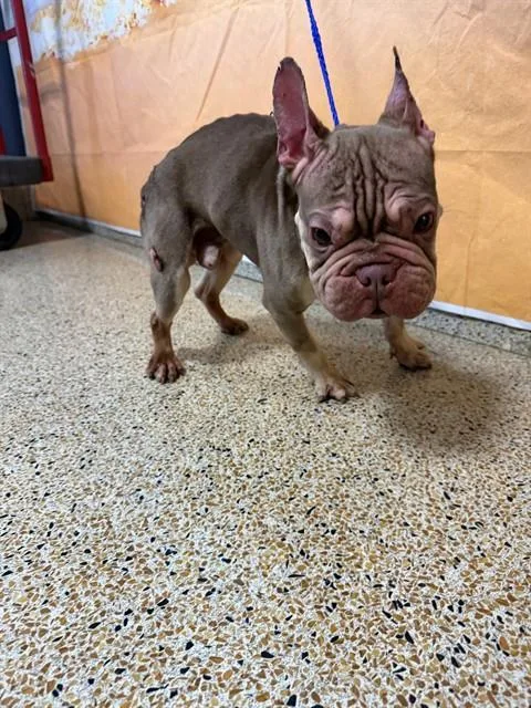 An adult small-sized male French Bulldog dog named Goku for adoption in Miami, FL