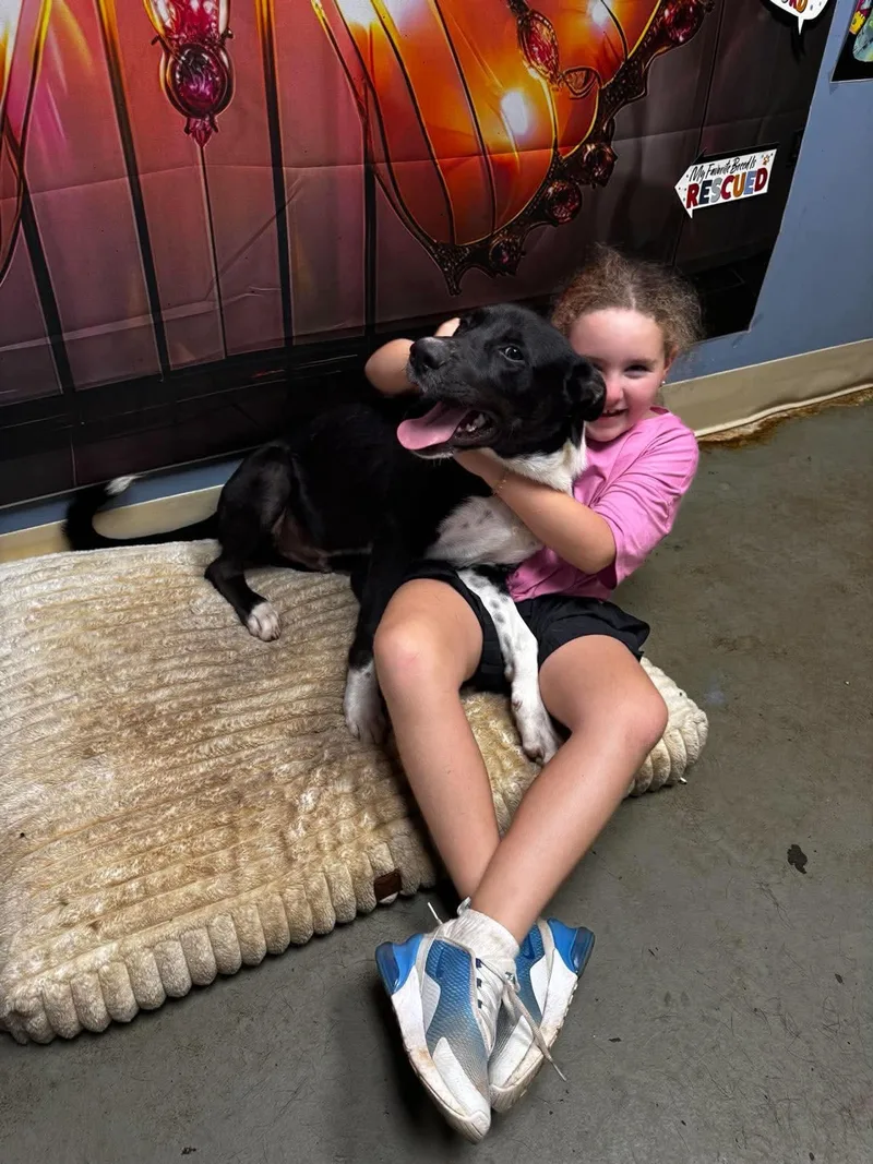 A young medium-sized male Border Collie dog named Flint for adoption in Bradenton, FL