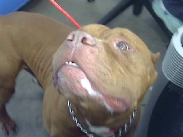 A young large-sized male Mixed Breed dog named Rodolfo for adoption in Dallas, TX