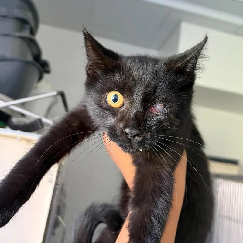 A baby small-sized male Black Domestic Short Hair cat named Will for adoption in Rocky Mount, VA