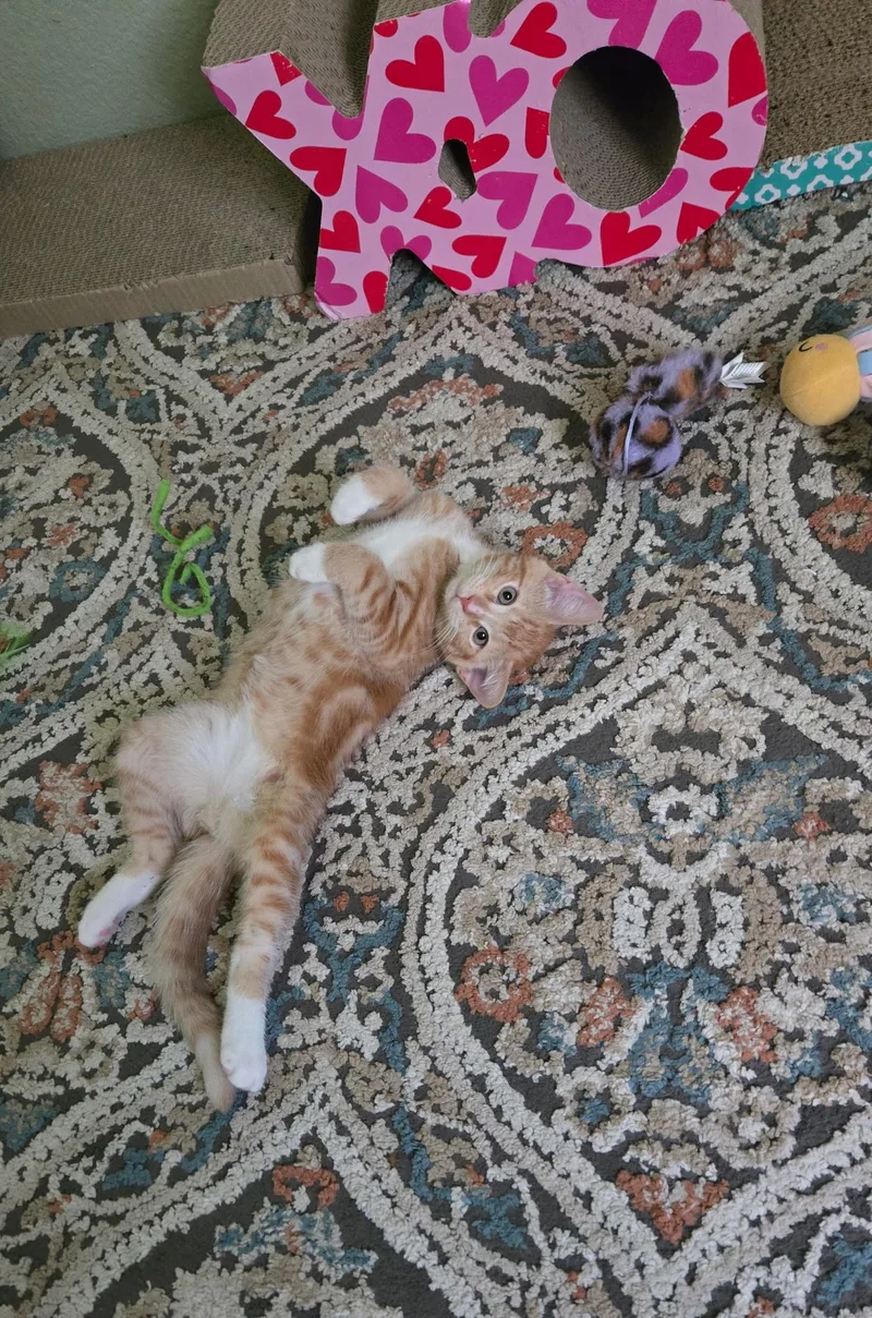 A baby medium-sized male Domestic Short Hair cat named Murrlin for adoption in Antioch, CA