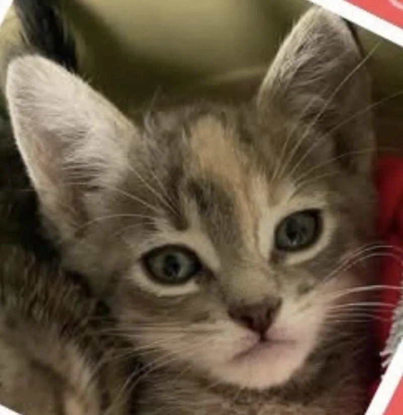 A young small-sized female Dilute Calico Domestic Short Hair cat named Tinkerbell for adoption in Webster City, IA