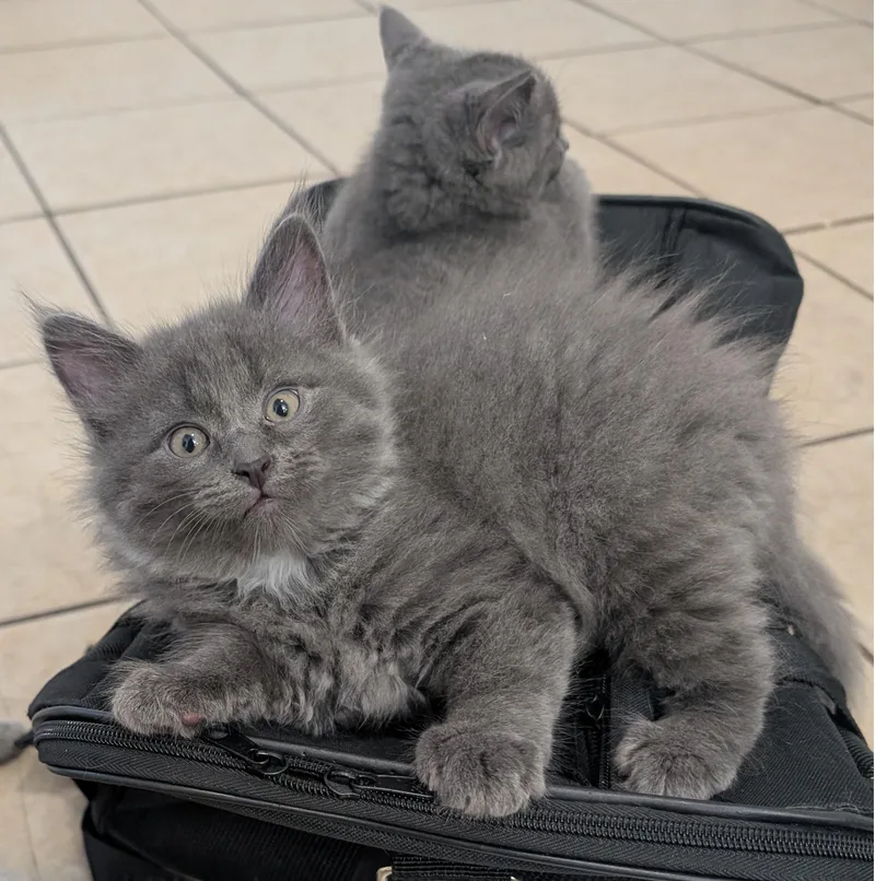A baby medium-sized male Gray / Blue / Silver Domestic Long Hair cat named Pepperoni for adoption in Grove City, OH