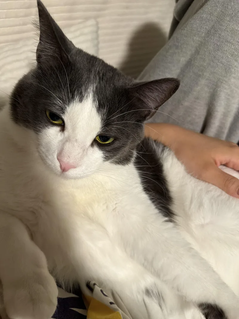 A young large-sized male Gray & White American Shorthair cat named Junior for adoption in Santa Ana, CA