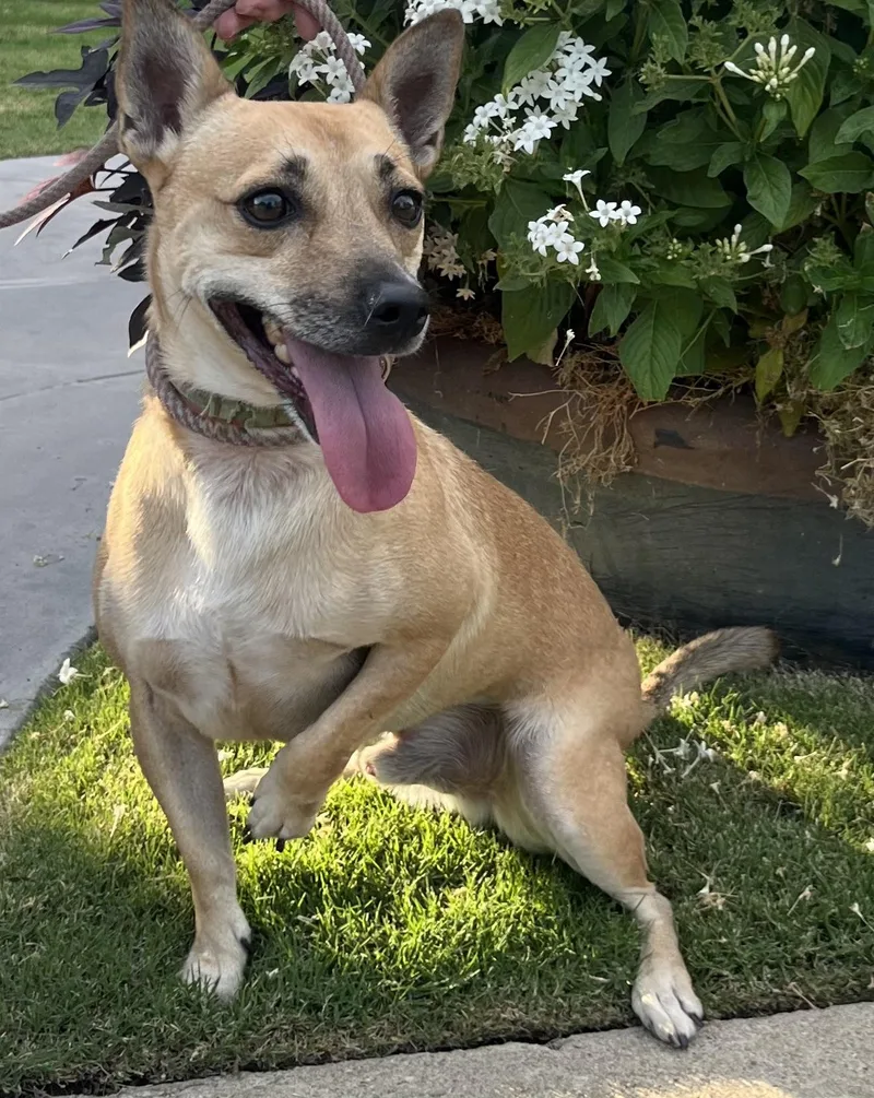 Chocolatte thumbnail 2