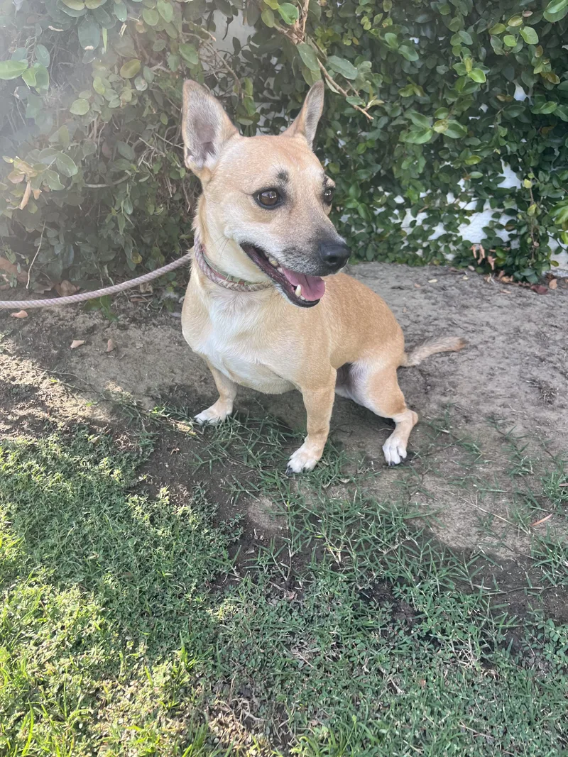 Chocolatte thumbnail 3