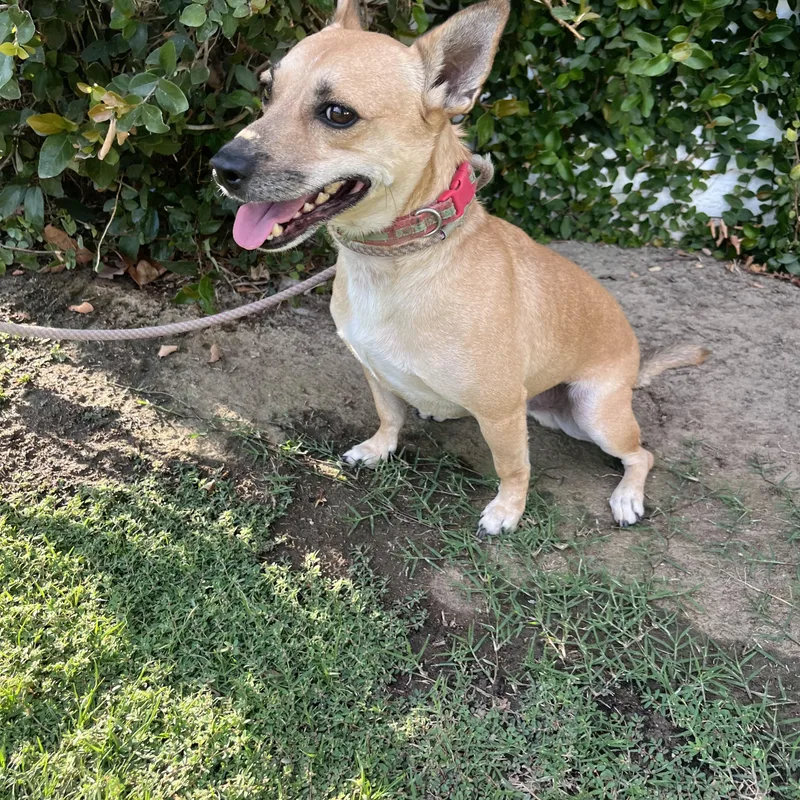 Chocolatte thumbnail 4