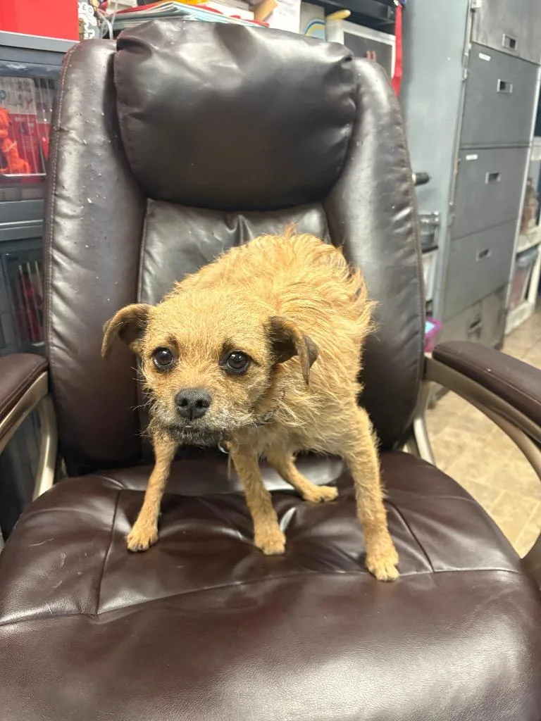 An adult small-sized female Chihuahua dog named Panini for adoption in Reno, NV