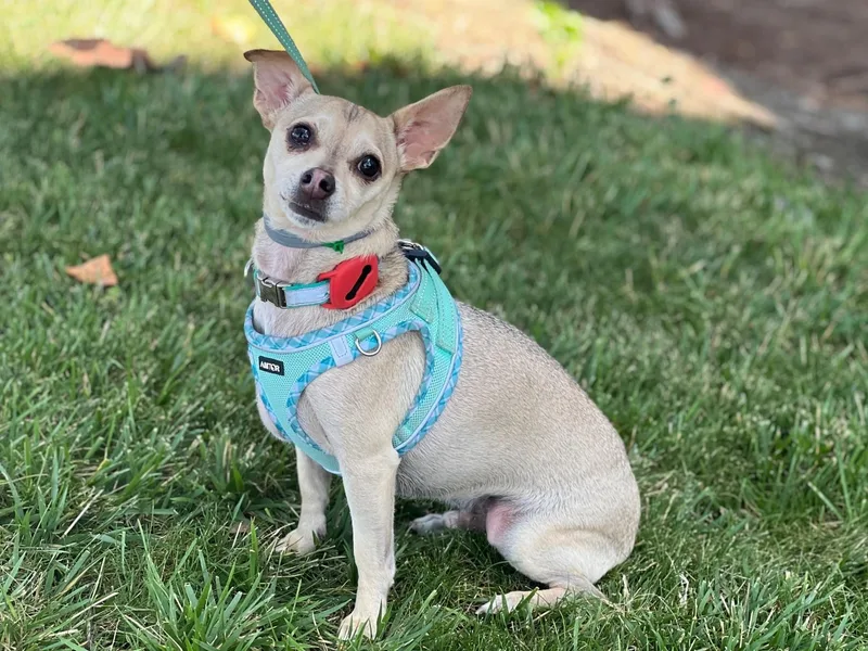 An adult small-sized male Chihuahua dog named Joey for adoption in Fremont, CA