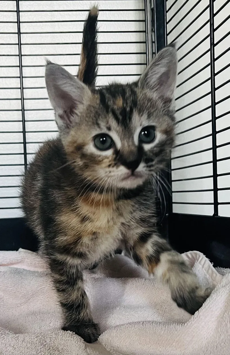 Pecan thumbnail 3