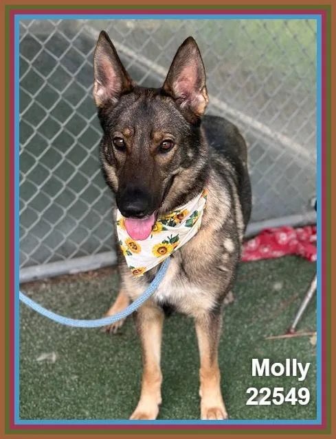 Molly thumbnail 2